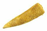 Bargain, Fossil Spinosaurus Tooth - Real Dinosaur Tooth #353118-1